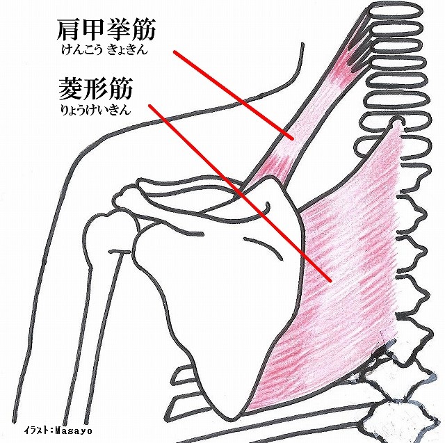 肩甲骨02