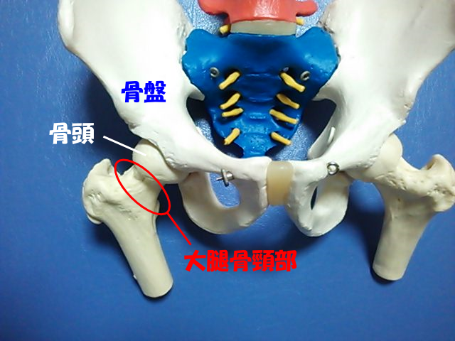 大腿骨頸部01