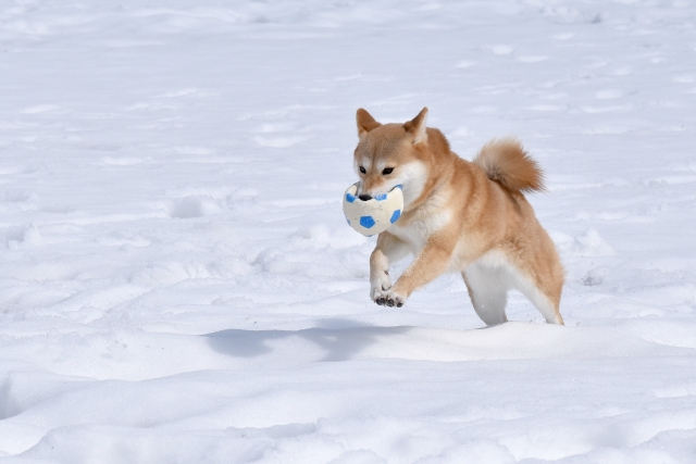 走る犬01